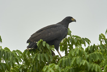 Great Black Hawk (Buteogallus urubitinga), The Pantanal, Mato Grosso, Brazil