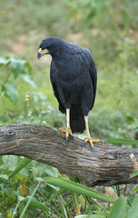 Great Black Hawk (Buteogallus urubitinga), The Pantanal, Mato Grosso, Brazil Photo by: Peter Llewellyn