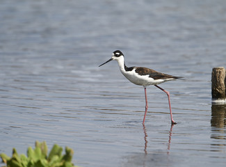 Black-necked Stilt (Himantopus mexicanus) foraging on edge of Lake Chapala, Ajijic, Jalisco, Mexico