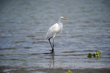 Great Egret (Ardea alba) foraging on edge of Lake Chapala, Ajijic, Jalisco, Mexico