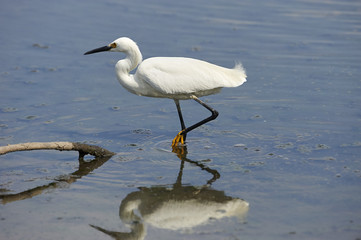 Snowy Egret (Egretta thula) foraging along Lake Chapala, Ajijic, Jalisco, Mexico