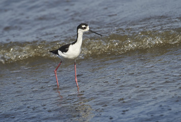 Black-necked Stilt (Himantopus mexicanus) foraging on edge of Lake Chapala, Ajijic, Jalisco, Mexico