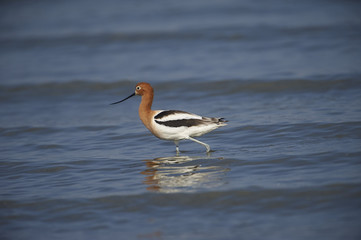 American Avocet (Recurvirostra americana) foraging along Lake Chapala, Jocotopec, Jalisco, Mexico