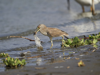 An immature Black-crowned Night Heron (Nycticorax nycticorax) attempts to swallow a plastic bag carelessly discarded with fish inside, Lake Chapala. 