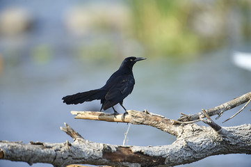 Male Boat-tailed Grackle (Quiscalus major) along edge of  Lake Chapala, Jocotopec, Jalisco, Mexico
