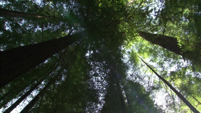 Looking up at evergreen treetops as camera moves forward