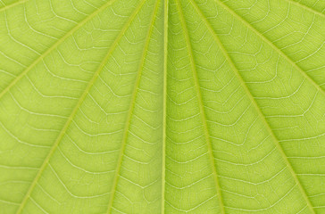 Green bauhinia leaf texture or background