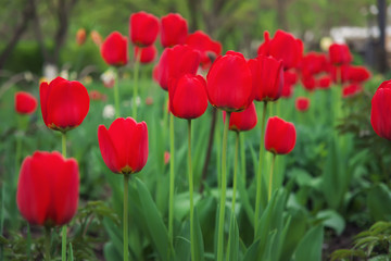 Beautiful red tulips in spring time on the street, background with flowers