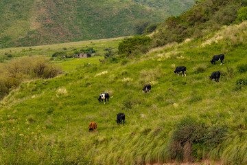 Vacas pastando en la ladera