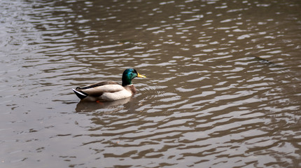duck/ bird in the water