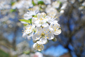  blooming cherry