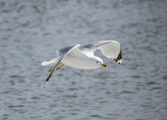Fototapeta na wymiar Gull Flying Over Water