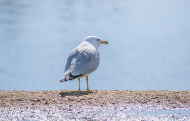 Gull By Water