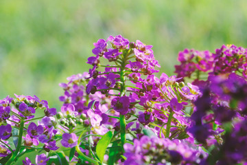 Purple alyssum flowers in spring garden.