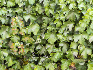 carmenere grapes leaves