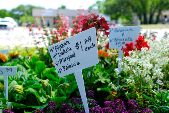 Plant market full of flowers for the garden, sign in the plants.
