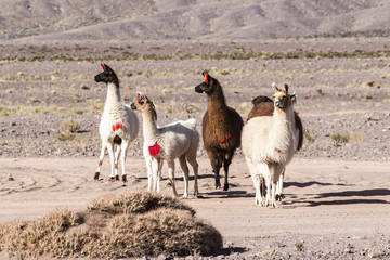 llama herd at atacama desert