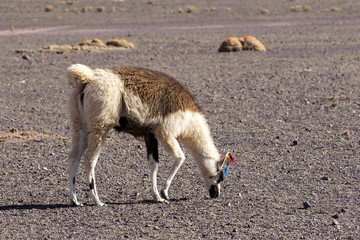 llama eating at atacama desert