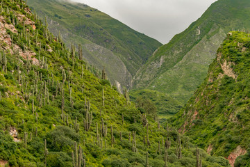 Cardones en el barranco 