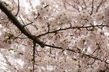角館　桧木内川桜並木