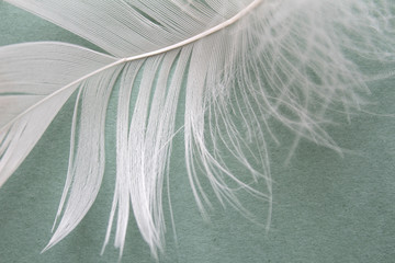 Background with bird feather. Feather white bird close-up. Airy soft feather on green background.