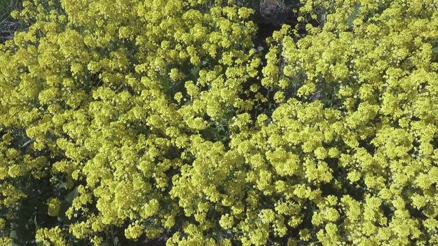 Yellow rapeseed flowers Brassica napus on field