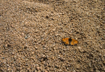 Yellow orange butterfly on the ground