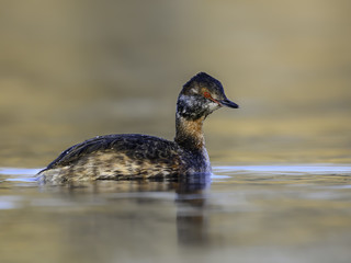 Horned Grebe Swimming in Early Morning