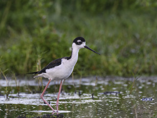 Black-necked Stilt Foraging