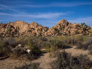 Joshua tree national park desert