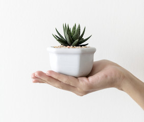 Closeup of hand holding cactus pot © Rawpixel.com