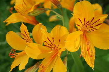 Obraz premium botanical gardens