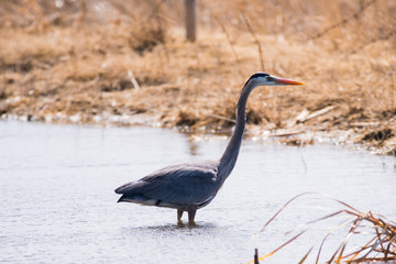 Blue Heron in Spring on the Prairies 