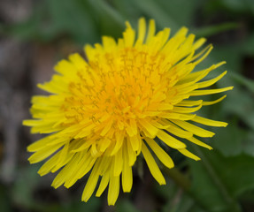 Close up view of the yellow ray florets on a dandelion head.