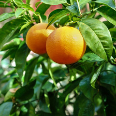 Ripe oranges growing tree orchard spain photo