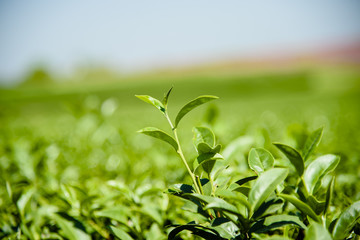 Green tea plantation with green mountain  background.