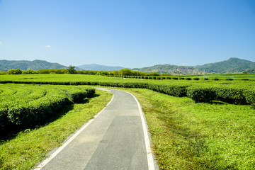 Fototapeta na wymiar Green tea plantation with green mountain background.