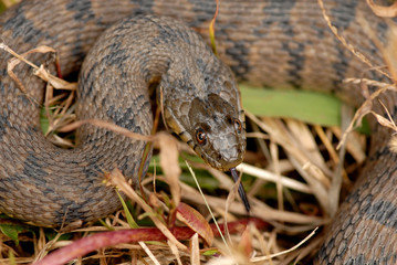 Nerodia rhombifer