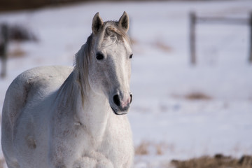 Plakat A White Horse Set Against a White Snowy Background
