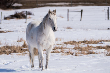 Fototapeta na wymiar A White Horse Set Against a White Snowy Background