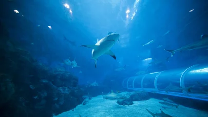 Tuinposter Shark swimming in S.E.A. Aquarium © Creativa Images
