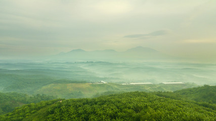 Palm oil plantation and company buildings