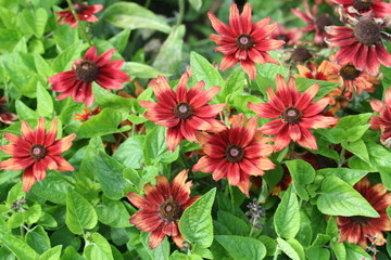Obraz premium Mackinac Island wildflowers