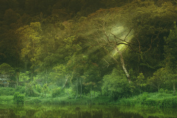 Forest lake with reflection of trees