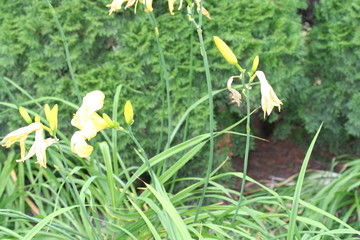 Mackinac Island wildflowers