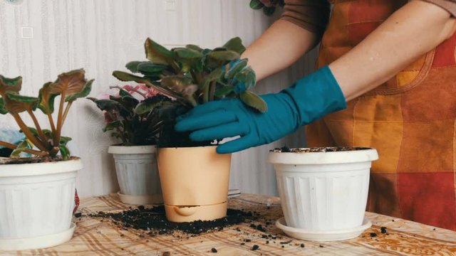 Female hands in blue gloves transplant the home flowers of violets into new beautiful beige pot