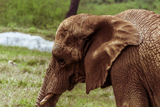 elephant in the field photograph