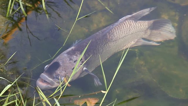 Large Tilapia fish in nature water pond