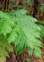 detail view of a big fern leaf in the rainforest on the big island of hawaii