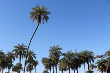 Fototapeta premium tropical trees